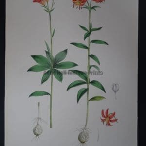 Elwes Genus Lilium Medeoloides is a Large antique lily lithograph.