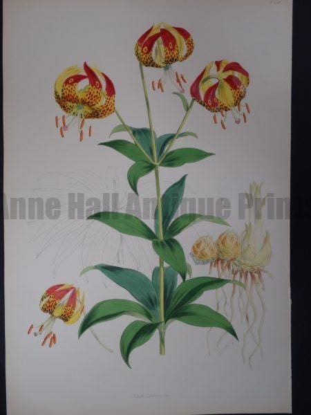 Elwes Genus Lilium Californicum $700