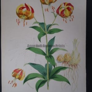 Elwes Genus Lilium Californicum
