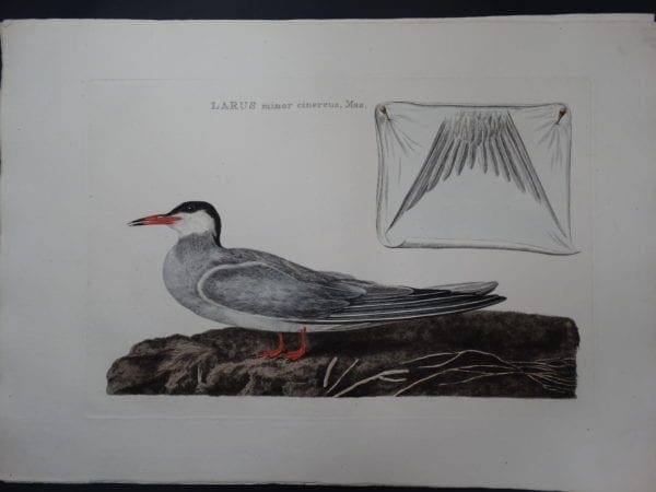 Nozeman Bird Sepp Larus $500