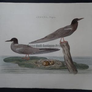 Nozeman Bird Sepp Sterna $500