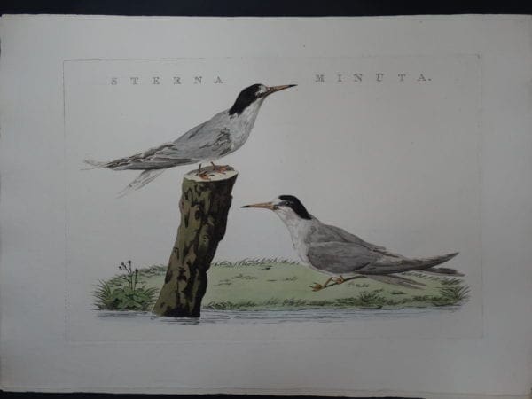 Nozeman Bird Sterna $300