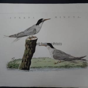 Nozeman Bird Sterna $300