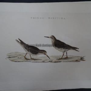 Nozeman Bird Tringa Maritima $275.