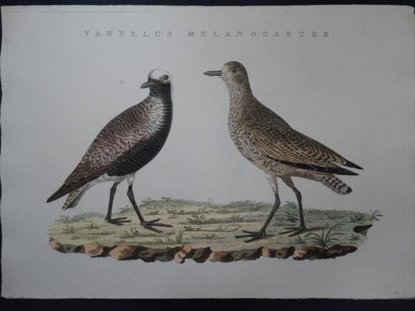 Nozeman Bird Vanellus $350