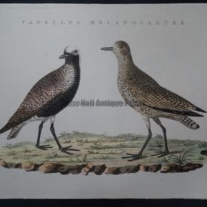 Nozeman Bird Vanellus $350