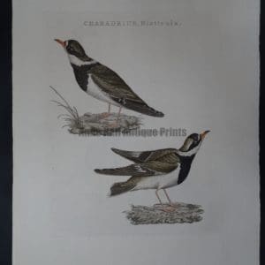 Nozeman Bird Charadrius $275