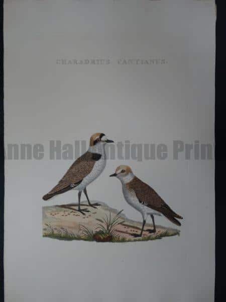 Nozeman Bird Charadrius $275