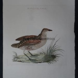 Nozeman Bird Rallus Crex $275