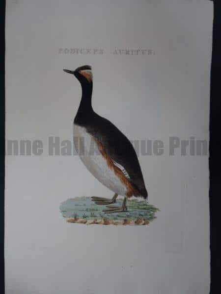 Nozeman Bird Podiceps $275
