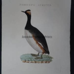 Nozeman Bird Podiceps $275