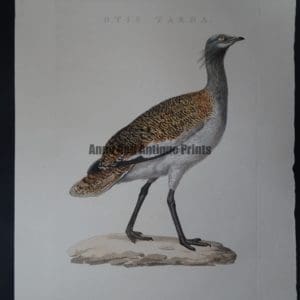 Nozeman Bird Otis $275