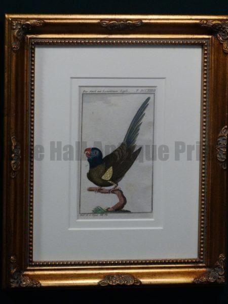 Buffon Blue Headed Parrot FR14. Sittich Mit Lasurblauen Kopfe