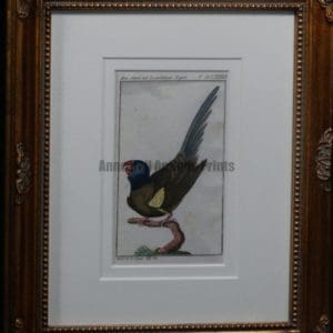 Buffon Blue Headed Parrot FR14. Sittich Mit Lasurblauen Kopfe