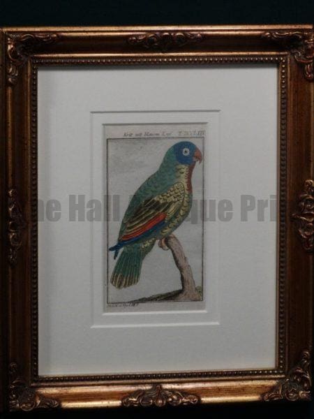 Buffon Blue Headed Parrot FR13. Krik Mit Blauemkopf, $200.