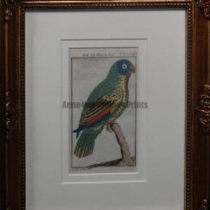 Buffon Blue Headed Parrot FR13. Krik Mit Blauemkopf, $200.
