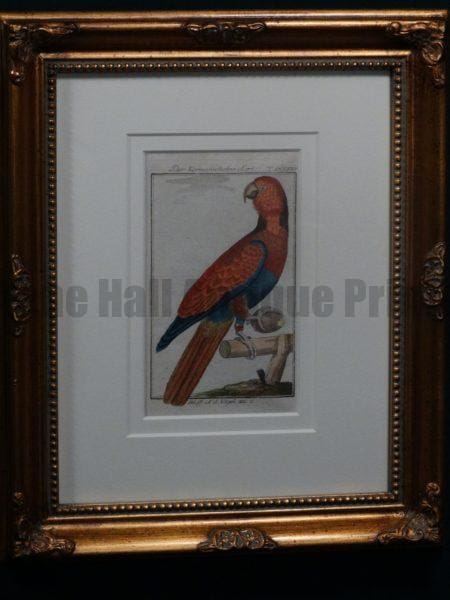 Buffon Crimson Lori FR12. Karmosinfarbne Lori, $225.