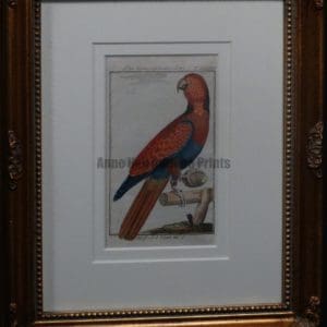 Buffon Crimson Lori FR12. Karmosinfarbne Lori, $225.