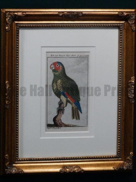 Buffon Blue Headed Parrot FR11. Krik Mit Blauemkopf, $185.