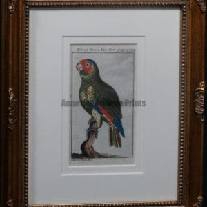 Buffon Blue Headed Parrot FR11. Krik Mit Blauemkopf, $185.