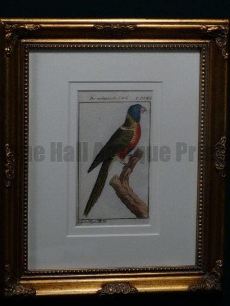 Buffon Parrot Molukkische Sittich FR9