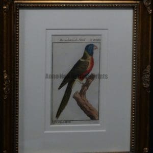 Buffon Parrot Molukkische Sittich FR9