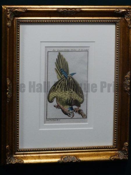 Buffon Brown Throated Parrot FR8. Der Braunkehlichte Parkit, $225.