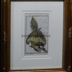 Buffon Brown Throated Parrot FR8. Der Braunkehlichte Parkit, $225.