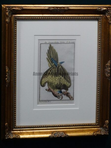 Buffon Brown Throated Parrot FR8. Der Braunkehlichte Parkit, $225.