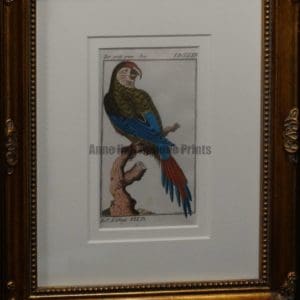 Buffon Green Macaw Parrot FR7. Grune Ara, $225.