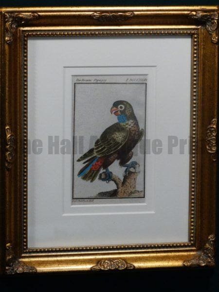 Buffon Green Parrot FR6 Der braune Papagey, $175.