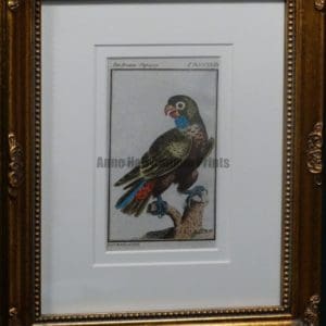 Buffon Green Parrot FR6 Der braune Papagey, $175.