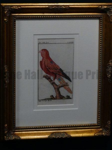 Buffon Red Lori FR4. Der rothe Lori, $185.