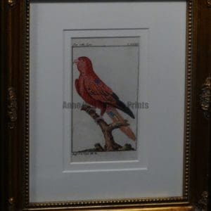Buffon Red Lori FR4. Der rothe Lori, $185.