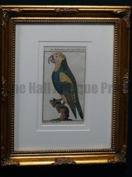 Buffon Yellow Buffon Yellow Headed Parrot FR3. Crik Mit Dem Gelben Kopfe