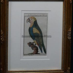 Buffon Yellow Buffon Yellow Headed Parrot FR3. Crik Mit Dem Gelben Kopfe