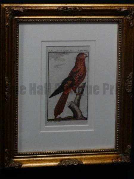 Buffon Blue Violette Lori Framed FR2