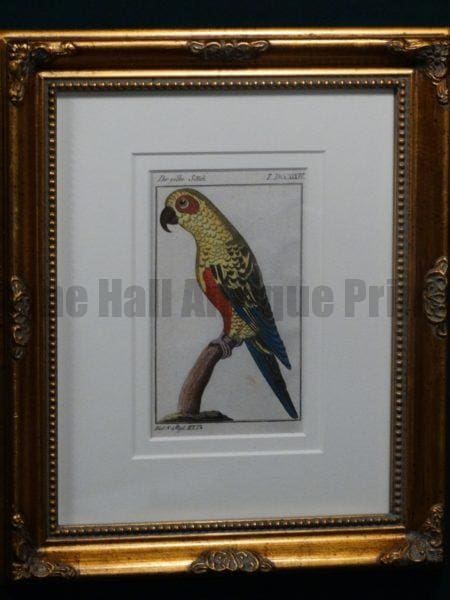 Buffon Yellow Parakeet FR1Gelbe Sittich, $225.