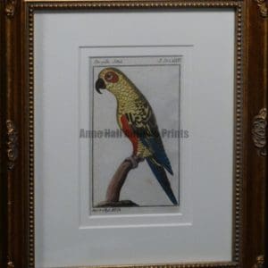 Buffon Yellow Parakeet FR1Gelbe Sittich, $225.