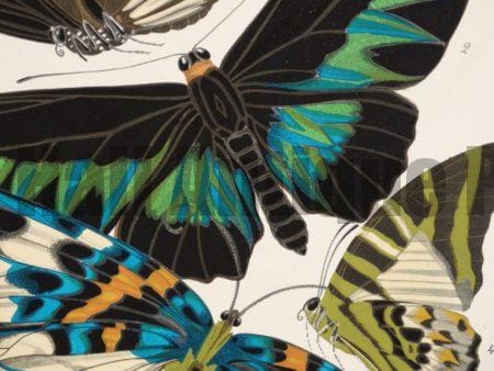 We are the American Antique Prints Dealers with authentic pochoir plates by E.A. Seguy. They are for sale. Insectes & Papillons, portfolios.