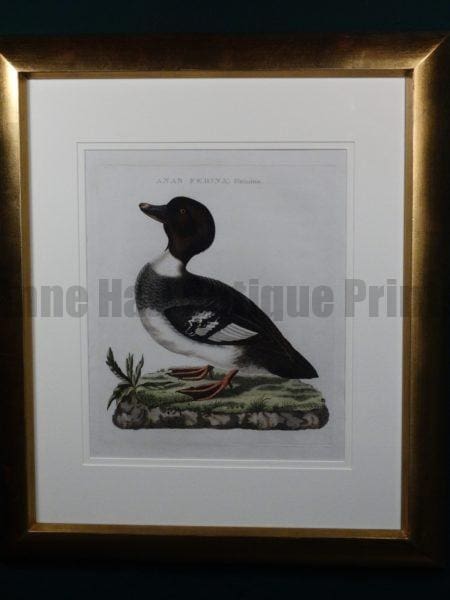 Nozeman Anas Ferina. Coming from Nederlandsche Vogelen, 1770-1829. Exquisite antique engraving with water coloring. The Dutch work of Nozeman, Sepp and Houttyn. Exquisite frame job.
