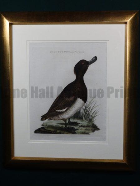 Nozman Anas Fuligula Female. Coming from Nederlandsche Vogelen, 1770-1829. Exquisite antique engraving with water coloring. The Dutch work of Nozeman, Sepp and Houttyn. Exquisite frame job.