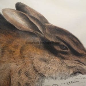Rabbits