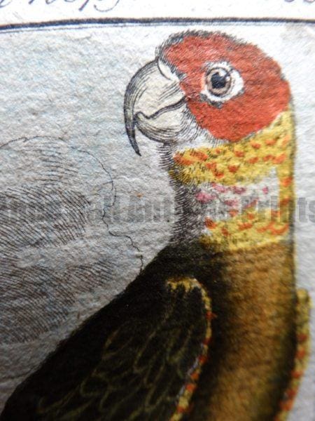 professionally framed antique prints