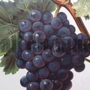 Wine Products