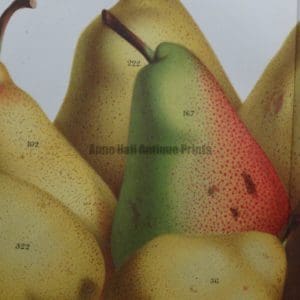 Fruit