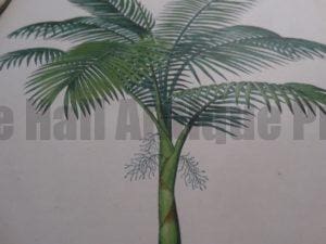 Antique prints of palms