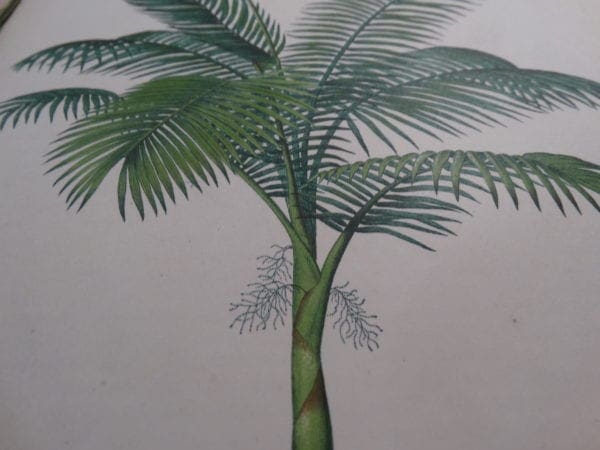 Antique prints of palms