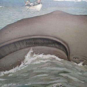 Whales & Whaling | 18th-19th Century Antique Whale Prints