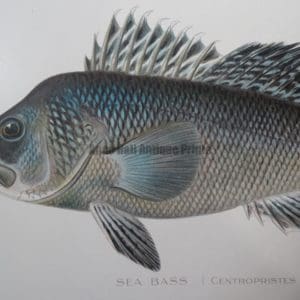 Ocean Lake Fish: Buy Antique Lithographs Over 100 Years Old